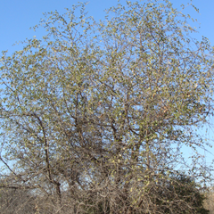 Buffalo Thorn